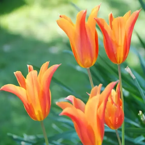tulip planting fall garden: close-up of vibrant orange tulips in full bloom with green stems, showcasing results of fall-planted bulbs in a soft-focus garden
