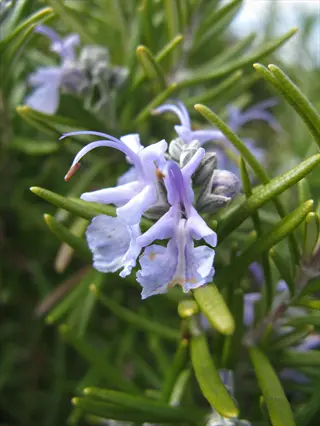 tuscan blue rosemary flowers blooming amid slender green foliage