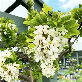 twisty baby black locust with cascading white blossoms and bright green leaves