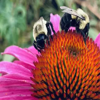 two bees on a purple coneflower - purple coneflower bees
