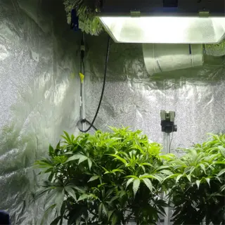 two cannabis plants growing in a reflective grow tent under a fluorescent light