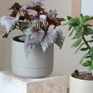 two ceramic planters with self-watering benefits on a wooden surface