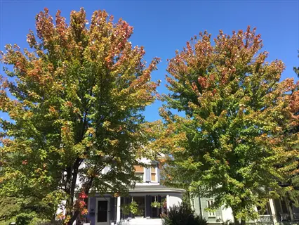 two freeman maple trees showcasing vibrant fall colors in front of residential houses under a clear blue sky