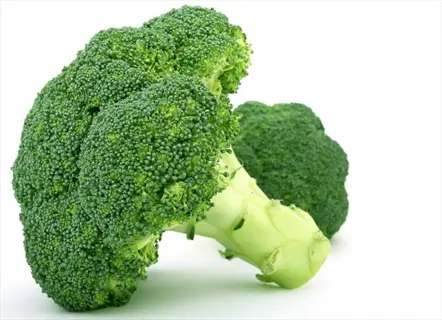 two fresh broccoli heads showcasing thick stem thickness with vibrant green florets on white background