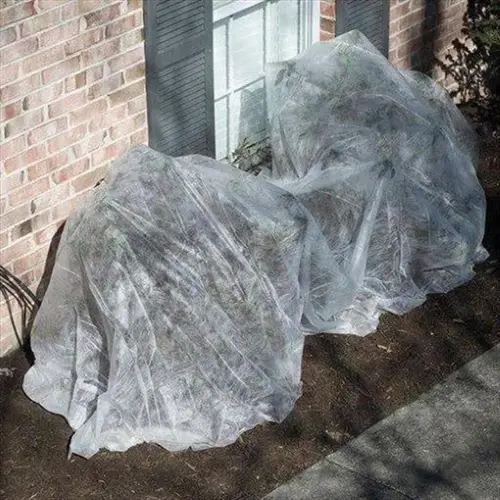 two garden bushes covered with white garden frost protection cover beside a brick house window