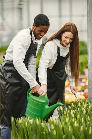 two gardeners in weather-resistant gardening tool aprons watering tulips in a greenhouse nursery