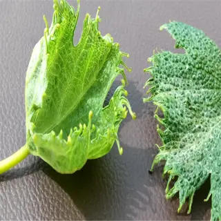 two grape leaves showing different types of damage, one labeled 'damage' and the other '2,4d damage', indicating herbicide effect