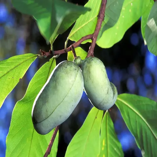 two green fruits hanging from a ripe pawpaw fruit tree among sunlit leaves