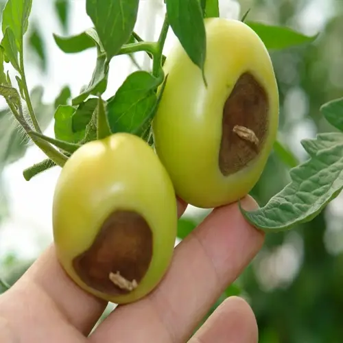 two green tomatoes on a plant exhibiting blossom end rot, with dark sunken lesions at the blossom ends