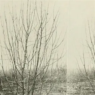 two images showing dormant apple trees before and after pruning, illustrating the process of winter pruning for tree health