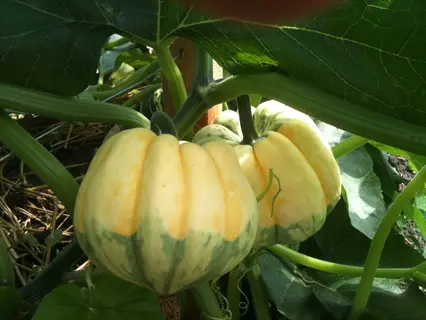two immature acorn squashes with yellow-green mottled skin growing on a vine plant among large green leaves in a garden