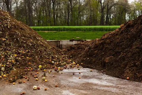 two large piles of organic material: a mixed fruit/vegetable scrap pile on the left and a dark, rich composted cow manure pile on the right. the outdoor composting site features wet ground, trees, and a grassy field in the background