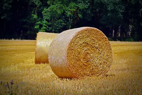 two large round wheat straw bales in a golden agricultural field under a sunny sky. the bales show tightly packed straw with circular patterns, set against a backdrop of lush green trees