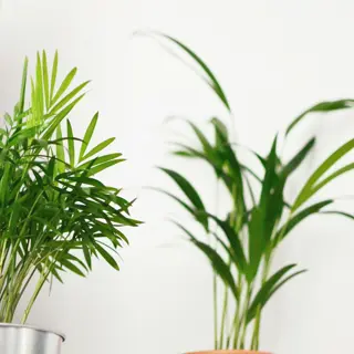 two lush indoor areca palms in metallic and terracotta pots against a white wall, showcasing feathery green fronds. the left plant is a classic areca palm (dypsis lutescens)