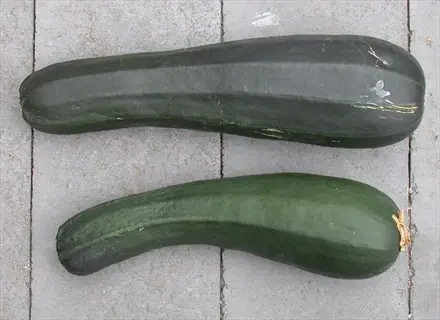 two mature black beauty zucchini squashes with dark green skin resting on a gray tiled surface
