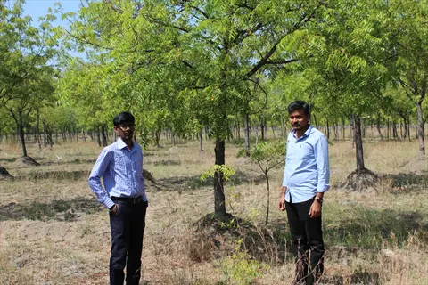 two men standing in a neem tree farm with multiple trees and dry grass