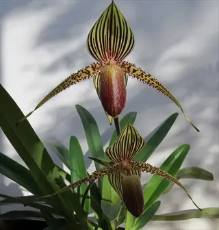 two paphiopedilum slipper orchid flowers with striped petals and green leaves against light background