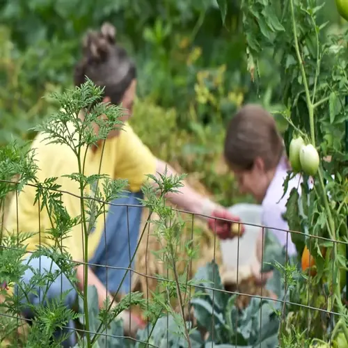 two people harvesting potatoes in a lush garden surrounded by tomato plants and leafy greens, behind a wire fence
