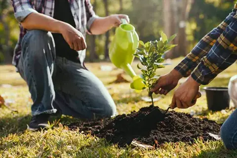 two people planting a young tree: one watering roots with green can, another preparing soil with trowel. tree root fertilization during planting in sunlit outdoor garden
