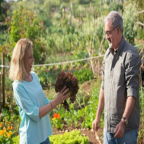 two people smiling in a lush lettuce harvest garden, woman holding freshly picked red lettuce