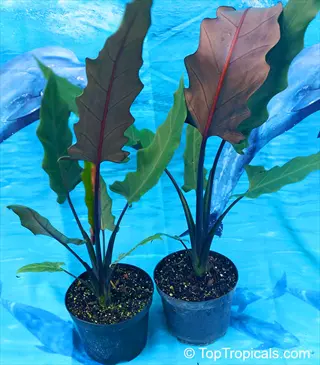 two potted alocasia purple sword plants with large purple-veined leaves against a blue dolphin backdrop