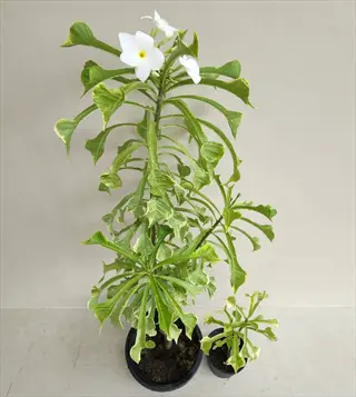 two potted plumeria pudica flowers with white-yellow blooms and green variegated leaves against a beige wall