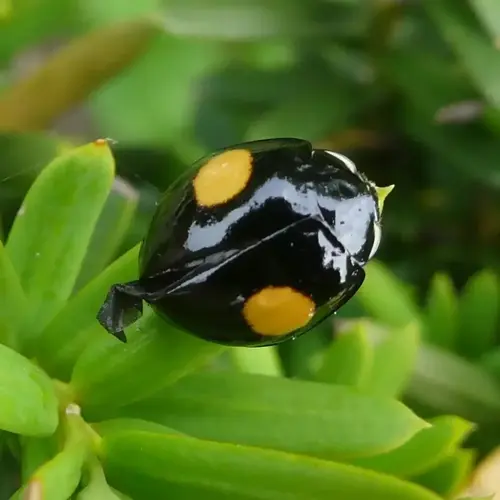 two-spotted ladybug (black with orange spots) on green foliage in a garden, representing natural aphid control in ladybug-friendly gardens