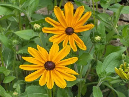 two vibrant indian summer rudbeckia flowers with dark centers surrounded by green foliage