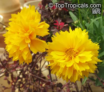 two vibrant yellow coreopsis grandiflora blooms with textured petals among green foliage