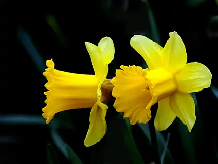 two vibrant yellow daffodil blooms against dark foliage - emblematic of successful daffodil bulbs planting in spring gardens