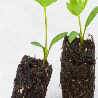 two young plants with developed root systems, showing signs of transplant readiness