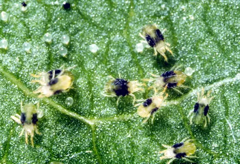 twospotted spider mites and eggs on a leaf surface (tetranychus urticae)