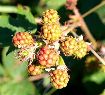unripe blackberry clusters in bright sunlight, showcasing blackberry sun exposure and sunlight optimization for healthy drupelet development