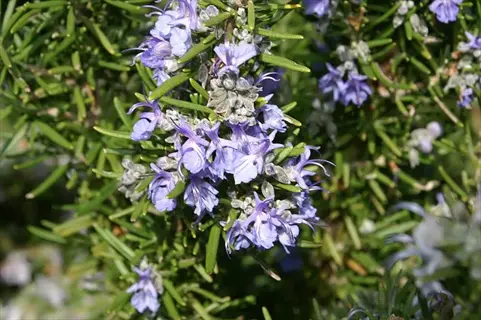 upright trailing rosemary in full bloom: clusters of delicate purple flowers among aromatic green needle-like foliage under sunlight