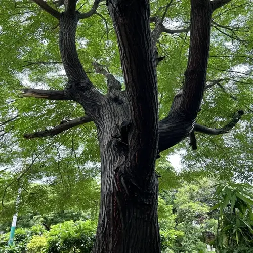 upward view of a black walnut tree canopy with dark, deeply ridged trunks and dense green leaves