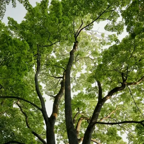 upward view of a lush silver maple tree canopy with dense green foliage and thick branches against a bright sky