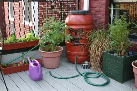 urban rain barrel garden on a wooden deck: red barrel with owl graphic connected to green hose, surrounded by terracotta planters with tomato plants and purple watering can