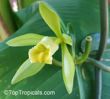 vanilla orchid vine flower blooming with green petals and yellow lip, growing on vine against large tropical leaves