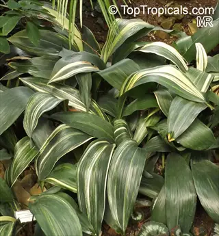 variegated aspidistra plant with broad green and white striped leaves growing in a shaded garden