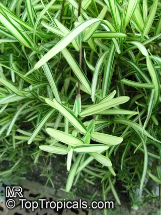 variegated fountain grass with slender green-and-white striped blades growing densely