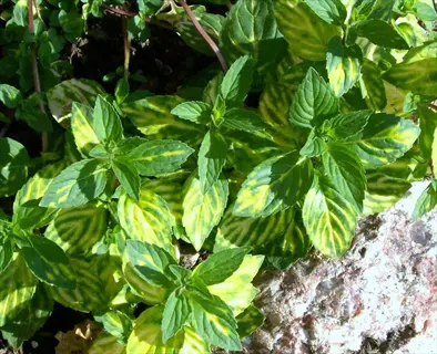 variegated ginger mint leaves with green and yellow patterns growing near rocks in a garden