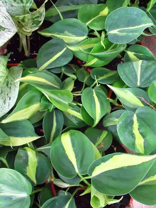 variegated heartleaf philodendron plant showcasing green leaves with vibrant yellow stripes