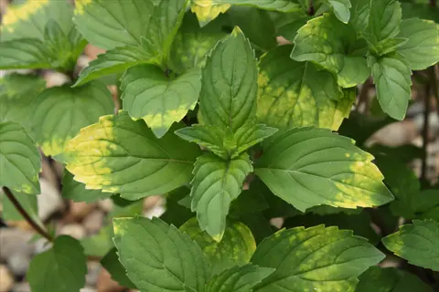 variegated leaves of a ginger mint plant (mentha gracilis) growing outdoors