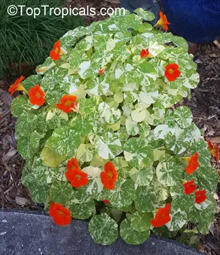 variegated nasturtiums in container garden with round green-and-white leaves and bright orange flowers growing in a pot