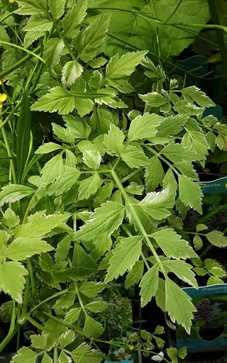 variegated 'paramount' parsley plant with green and white leaves growing in a nursery, surrounded by other plants and visible plant labels with text