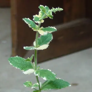 variegated pineapple mint plant with green leaves edged in white, growing outdoors near a wooden structure