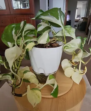variegated pothos in a white self watering planter with clear reservoir base, displayed on a bamboo stand in a home interior setting
