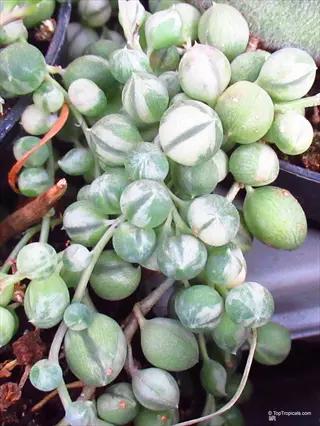 variegated string of pearls succulent plant with distinctive green-and-white striped bead-like leaves