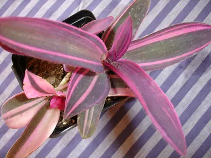 variegated tradescantia pallida with purple-pink striped leaves in a black pot against blue-white striped fabric