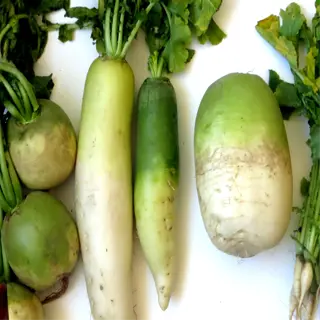 variety of fresh root vegetables including a large daikon radish